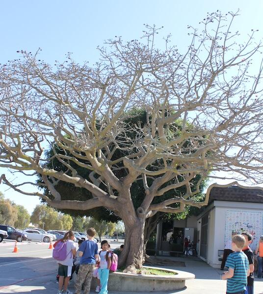 Tree planted when school was opened.